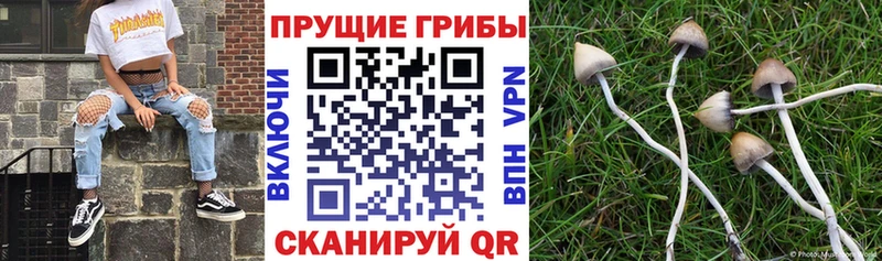 Псилоцибиновые грибы Psilocybine cubensis  Ельня 